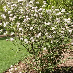 Korean Spice Viburnum