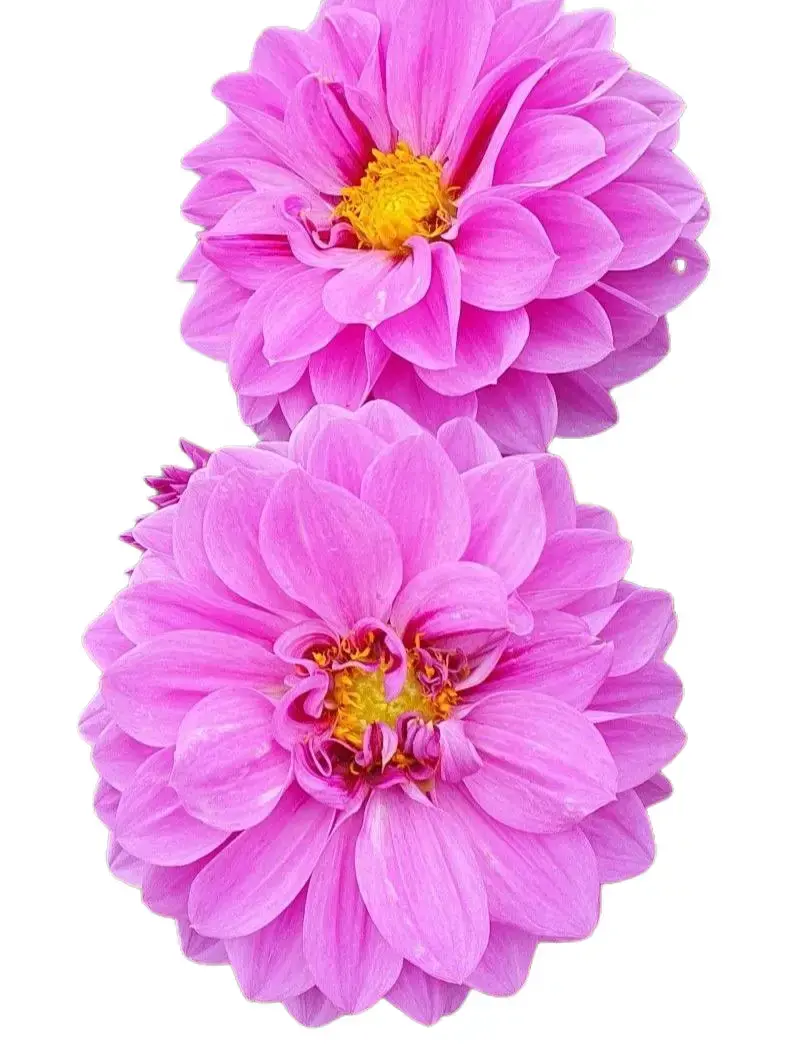 Dahlia Flower Bulbs, Beautiful Cut Flower Plants for Home & Garden