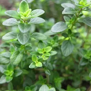 Garden Thyme | Two Live Herb Plants | Non-GMO, Drought Tolerant