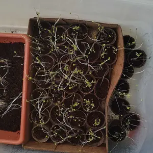 800 Mixed Color Hosta Seeds | Rare Perennial Hosta Variety for Planting, Easy-to-Grow and Low-Maintenance Garden Plants, Decorative Foliage with Unique Heart-Shaped Leaves, Perfect for Shady Gardens, Pots, and Landscaping