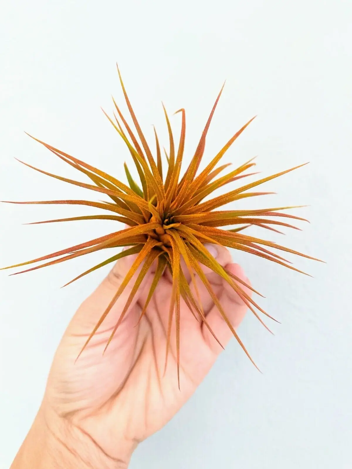 Live Colored Air Plants Ionantha Guatemala Tillandsia Airplant