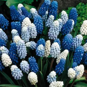 5 Delft Blue Grape Hyacinth Mix - Muscari - Exotic Spring Perennial Flowers, Sure to Turn Heads and Stop Traffic