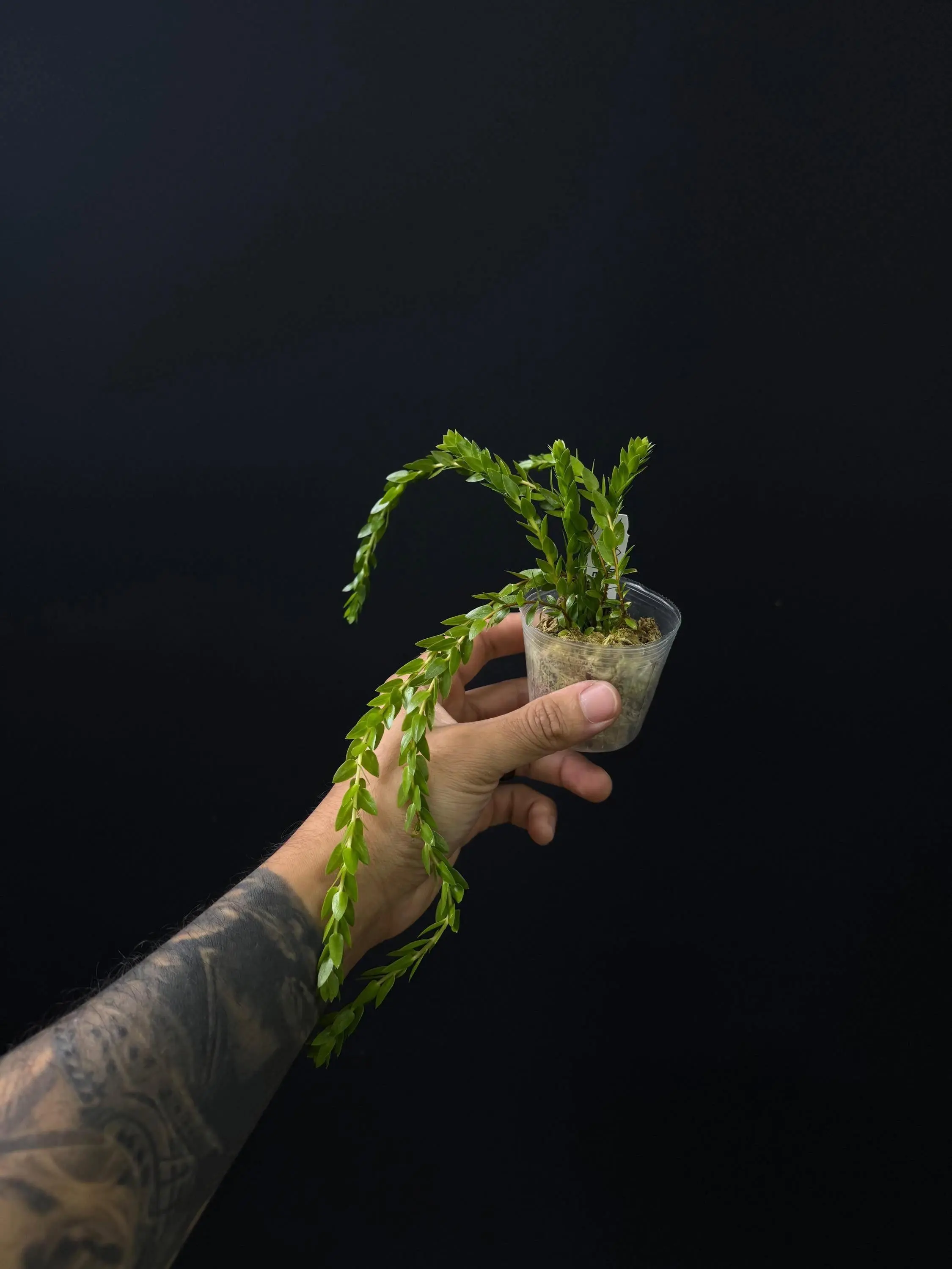 Huperzia Hang Hong Plant
