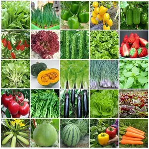4,500 + vegetable and fruit seeds - 30 heirloom garden enriching varieties - grow tomatoes, lettuce, beans, watermelon, carrots, bell peppers, cantaloupe, celery, Onions and more - Simple garden starter kit - Growing instructions