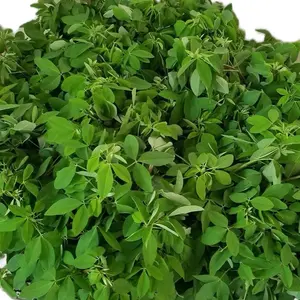 Chipilin Seeds Crotalaria Longirostrata for Planting - 50 Seeds for Quick Growth in Moist Soil & Full Sun Exposure