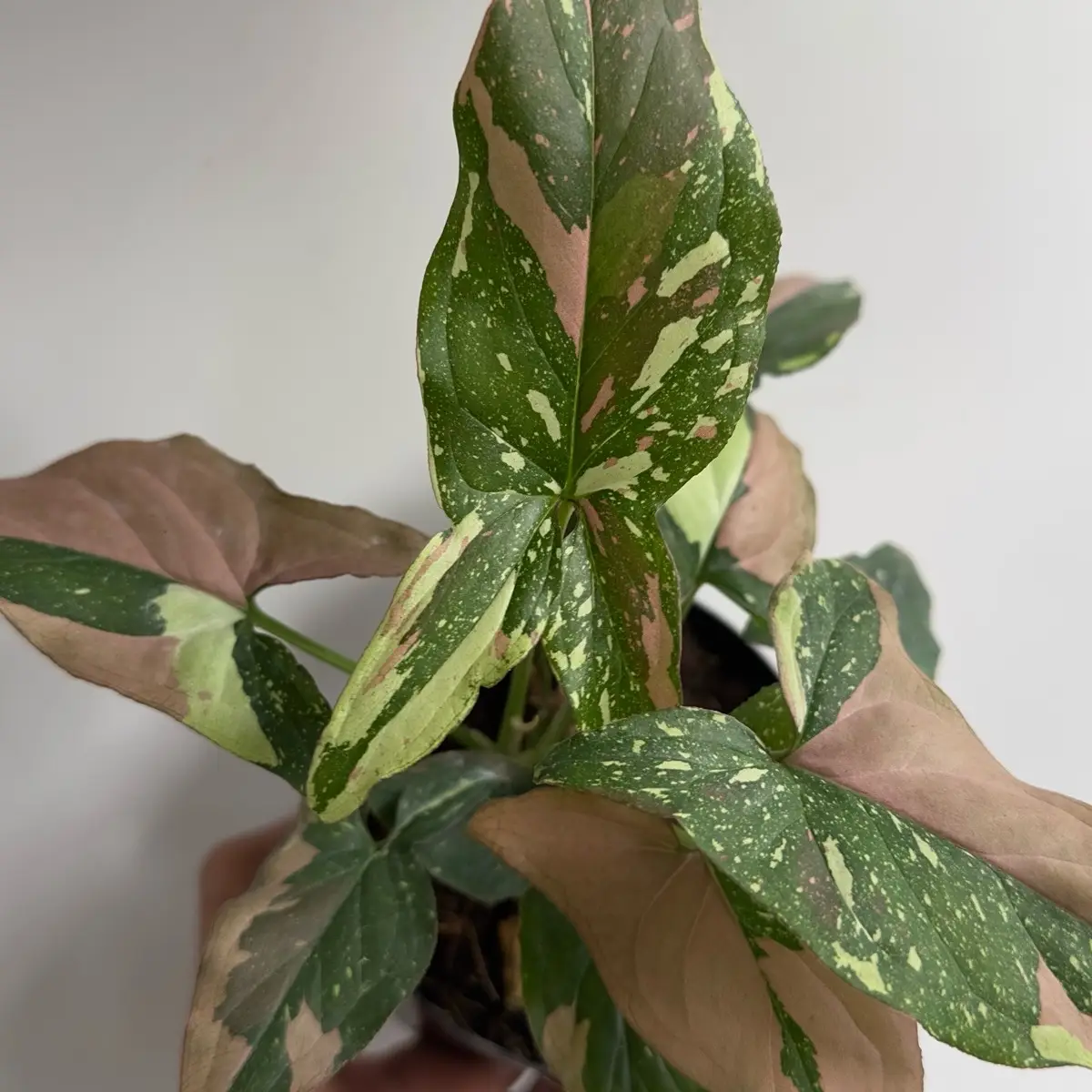 Syngonium Red spot Tricolor 4" pot - Rare Collector's Houseplant