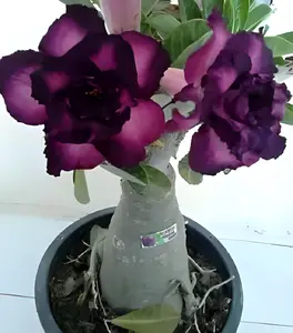 Green River 4 Pcs Purple Black Desert Rose Seeds - Premium Tropical Flower Seeds, Exotic Decor Decoratives for Garden, Patio or Indoor Use, Fragrant Blooms, Premium Seed Pack, Easy to Grow, Ideal for Warm Climates & Containers
