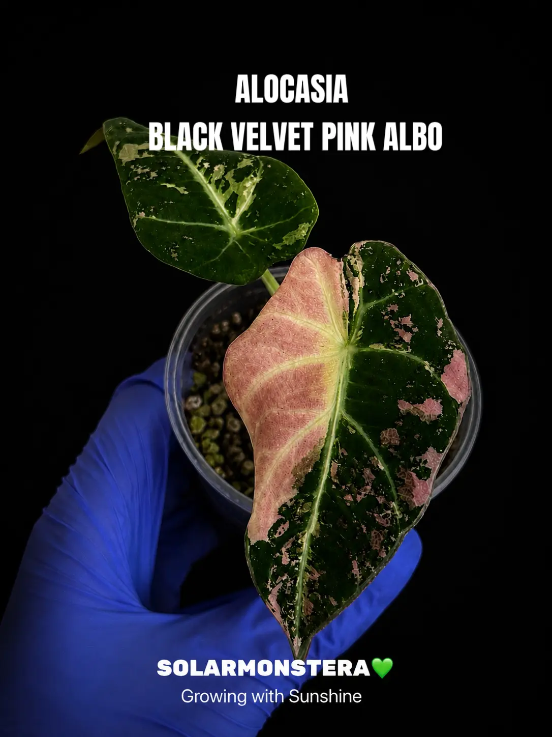 Alocasia Black Velvet Pink Albo Tissue Culture in Gel