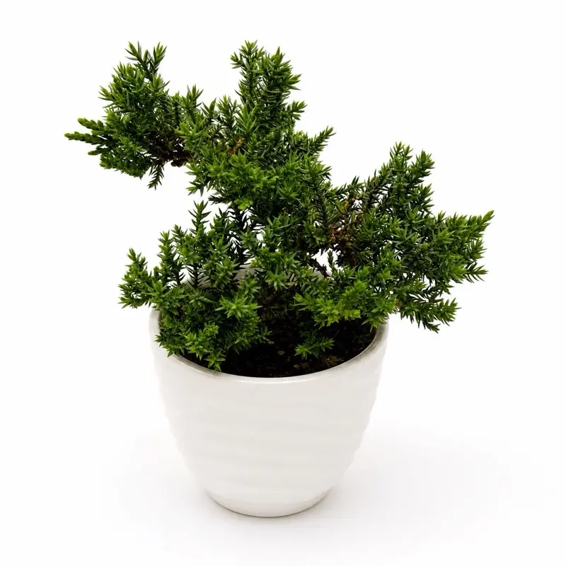 Juniper Bonsai handmade plant art  Plant Rare House Plant Live Tropical Indoor Home Decoration Unique Leaves Easy Care Bright Indirect Light - Decorative