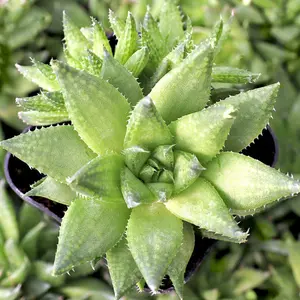 Live Camdebo Cliff Haworthia Plant - Haworthia Marumiana Var. Batesiana Bayer Plant - 2 Inch Pot