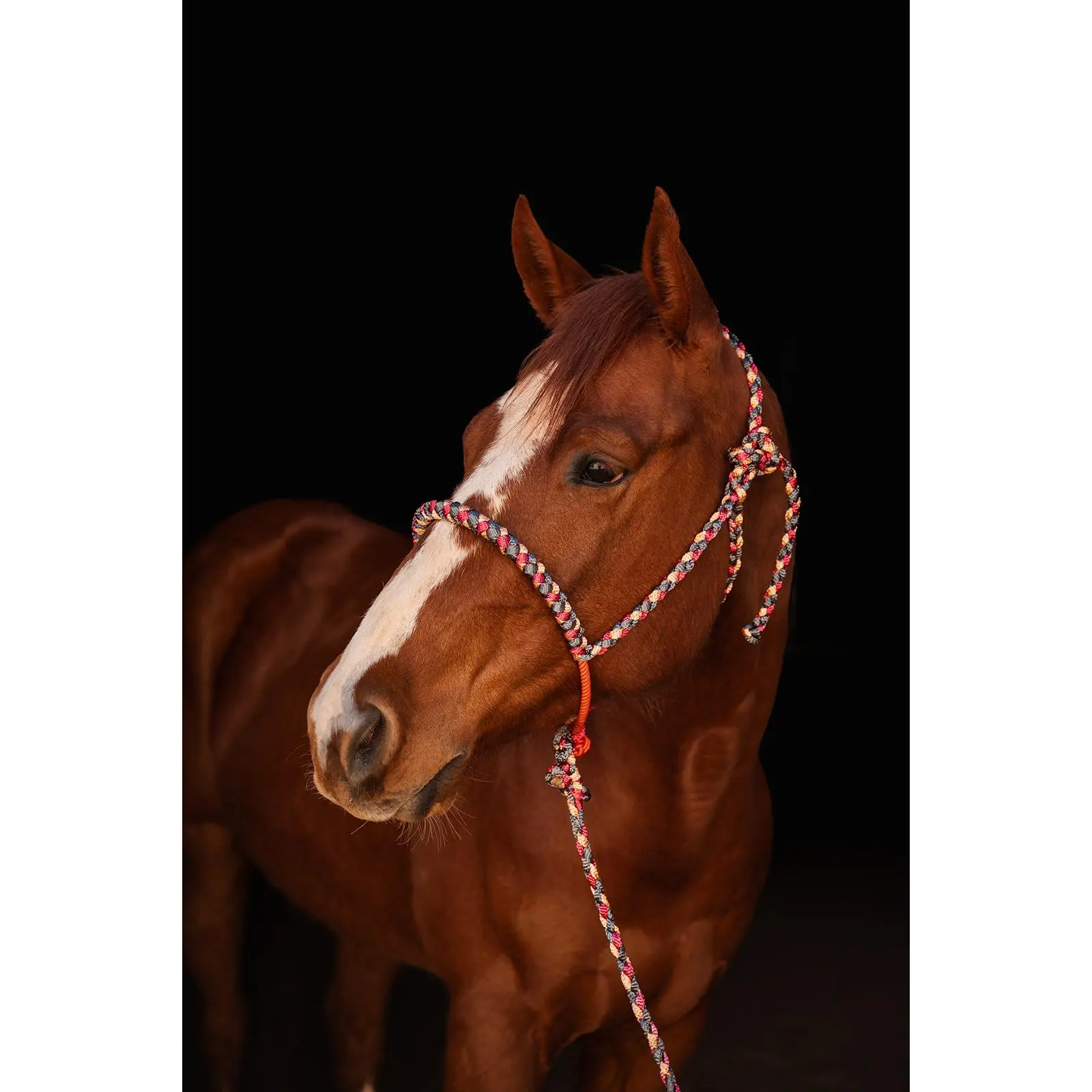 *Lariat Mule Tape Halter + Lead (braided nose)