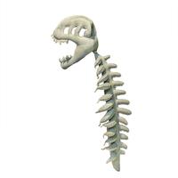 Skeleton: 29inch