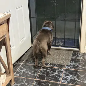 Zesty Paws Wild Alaskan Salmon Oil with EPA & DHA, nourishing Omega-3 Fish Oil blend for Dogs & Cats, Healthy Skin & Coat