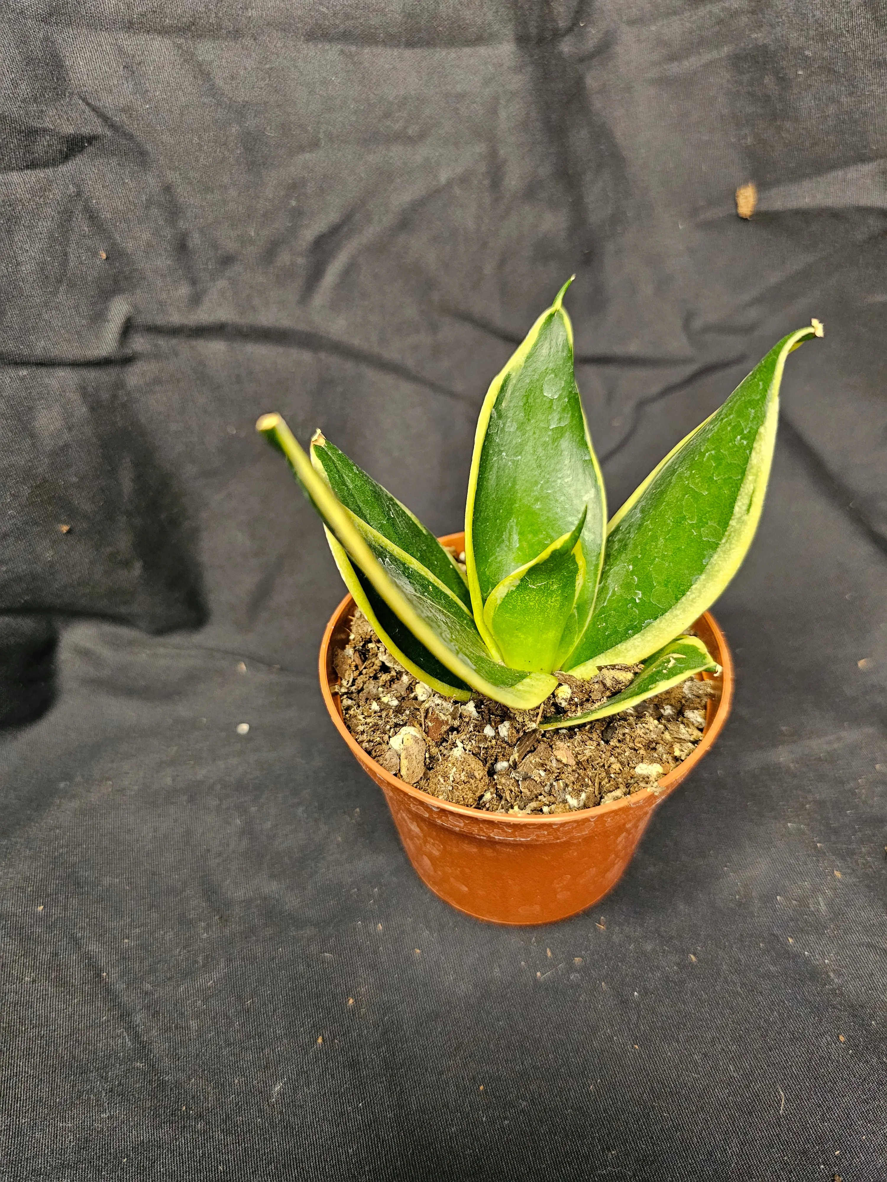 Black Gold Hahnii Snake Plant