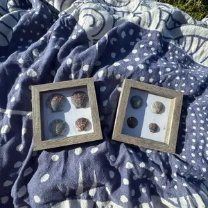 Grey Sea Shells in Shadow Boxes set of 2- Decorative Display for Ocean-themed Home Decor