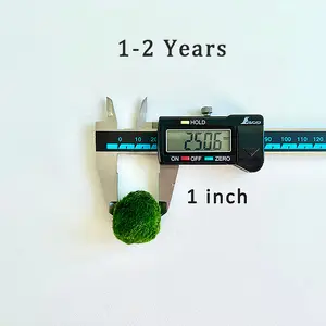 1-2 Year 2-3cm Moss Balls: 5/10/20/50PCS beginner house plants best indoor plants Live Marimo Moss Ball Aqua Plant Pet - Japanese Algae Ball Marimo Moss Ball Aquarium Plants mossplantpetaquariumdesk cherryblossomtreedecor aquarium plant