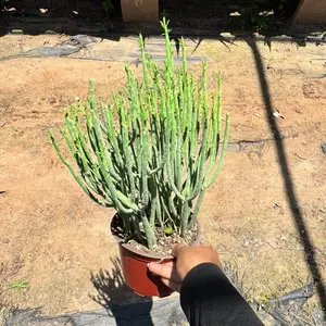 Euphorbia Mauritanica 6 inch pot Plant succulent