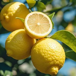 50pcs Lemon Fruit Seeds for Home Gardening – Ideal for Backyard Citrus Growing, Container Planting and DIY Orchard Projects, Easy Germination, Seeds Only, Not Live Plants