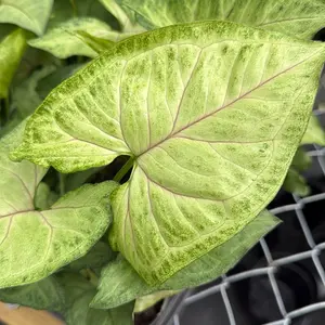 Syngonium Pink Vein 4” Pot – Pink & Green Arrowhead Plant | Easy Care Indoor Houseplant