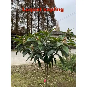 Loquat tree live plant, tropical evergreen tree, sweet fruit, home garden