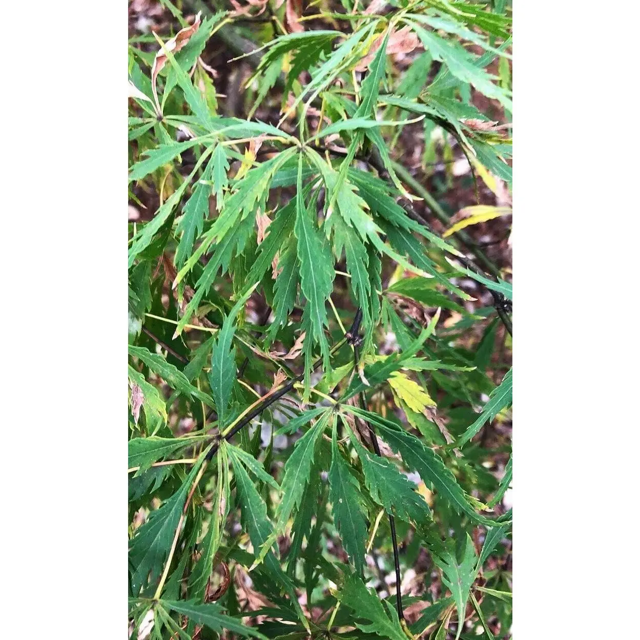 Acer palmatum 'Spring Delight' Green Dwarf Japanese Maple