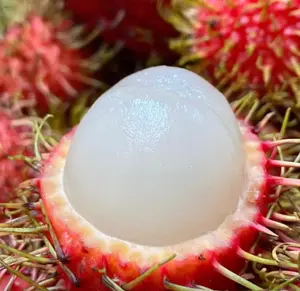 500+Rambutan Fruit Seeds – Exotic Tropical Tree Seeds, Easy to Grow, Indoor & Outdoor Planting, All Season Planting, Home Garden, Beginner Friendly