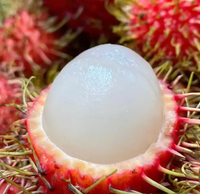 Rambutan Tree Bulk Seeds - 500+ Exotic Tropical Seeds, Easy to Grow, Beginner-Friendly, Suitable for Indoor & Outdoor Planting Across All Seasons, Home Garden Use
