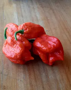 100 Dragons Breath Chili Pepper Seeds New World Record Peppers Seed Vegetable