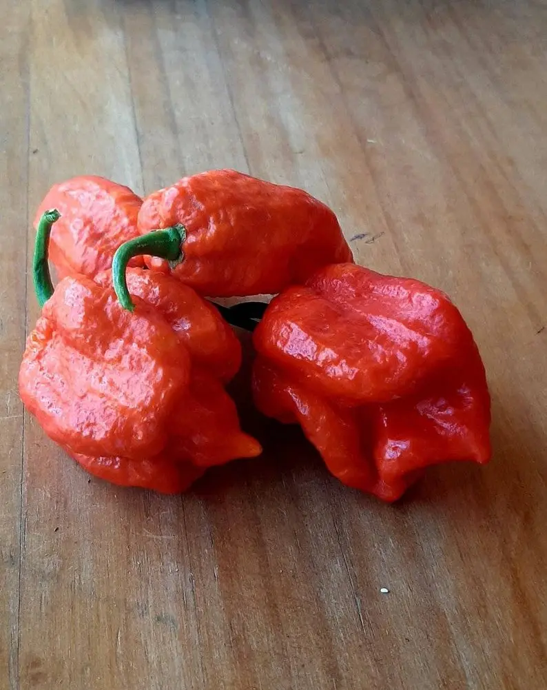 100 Dragons Breath Chili Pepper Seeds New World Record Peppers Seed Vegetable