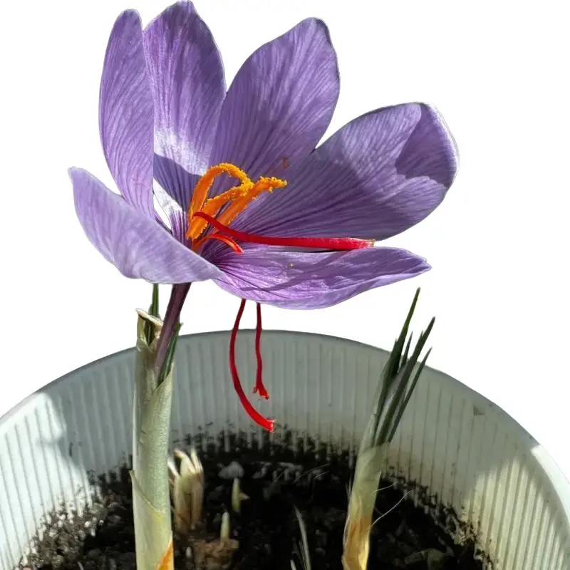 Saffron Crocus Corms Novice Friendly Fall Blooming Garden Decor