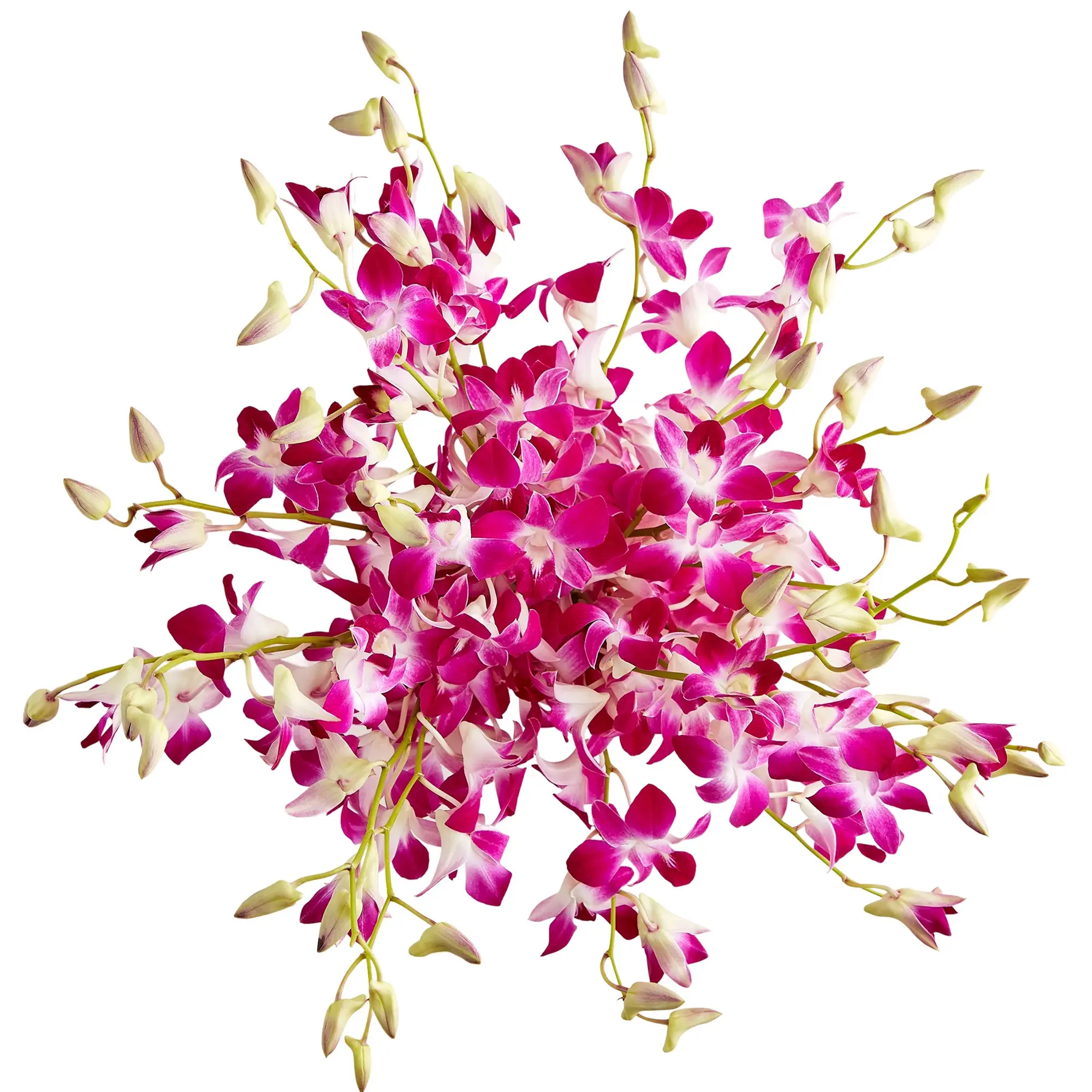 1800 Flowers – 20 Stem Exotic Breeze™ Orchids, No Vase Included 1800 Flowers – 20 Stem Exotic Breeze™ Orchids, No Vase Included