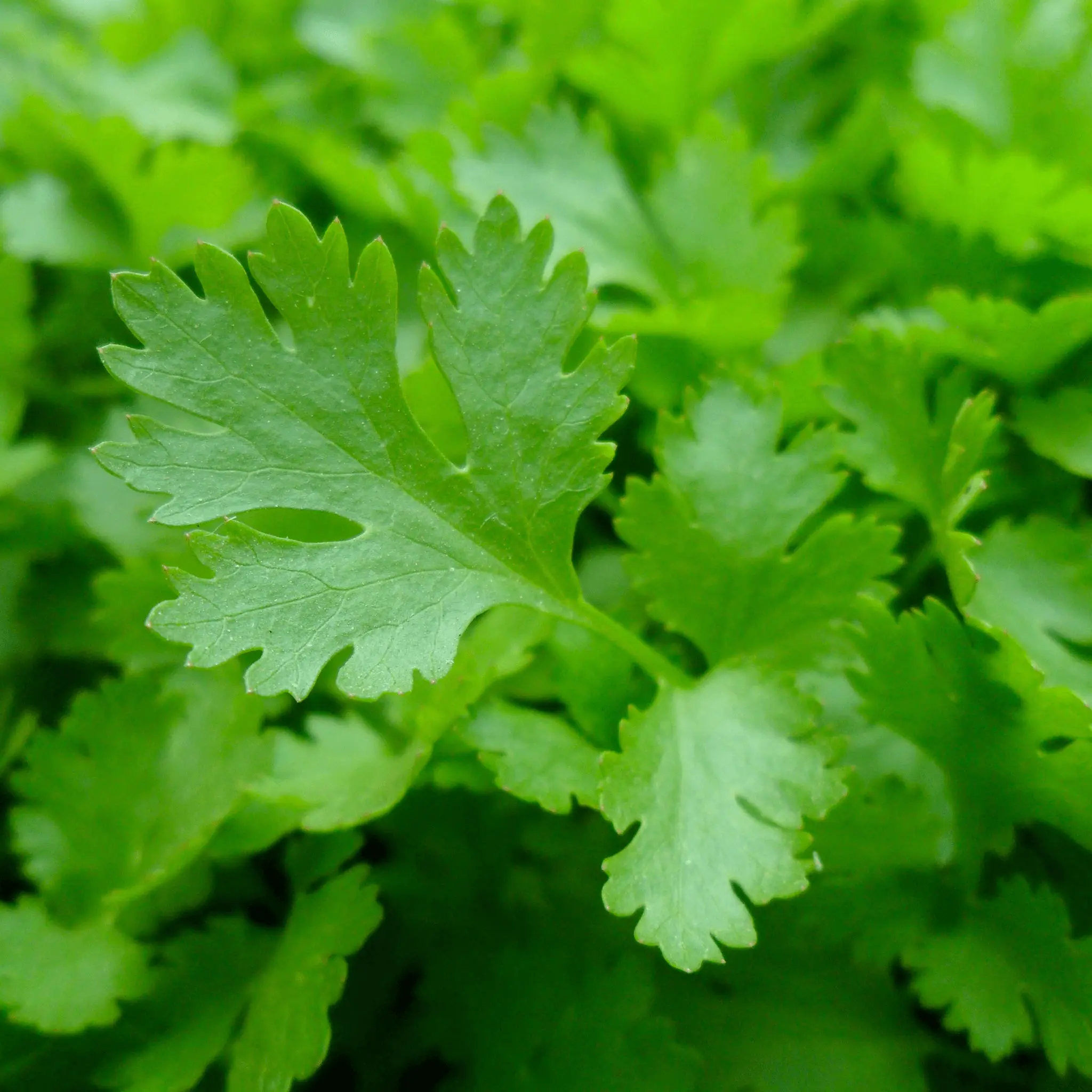 Forest Green Parsley Seeds Forest Green Parsley Seeds