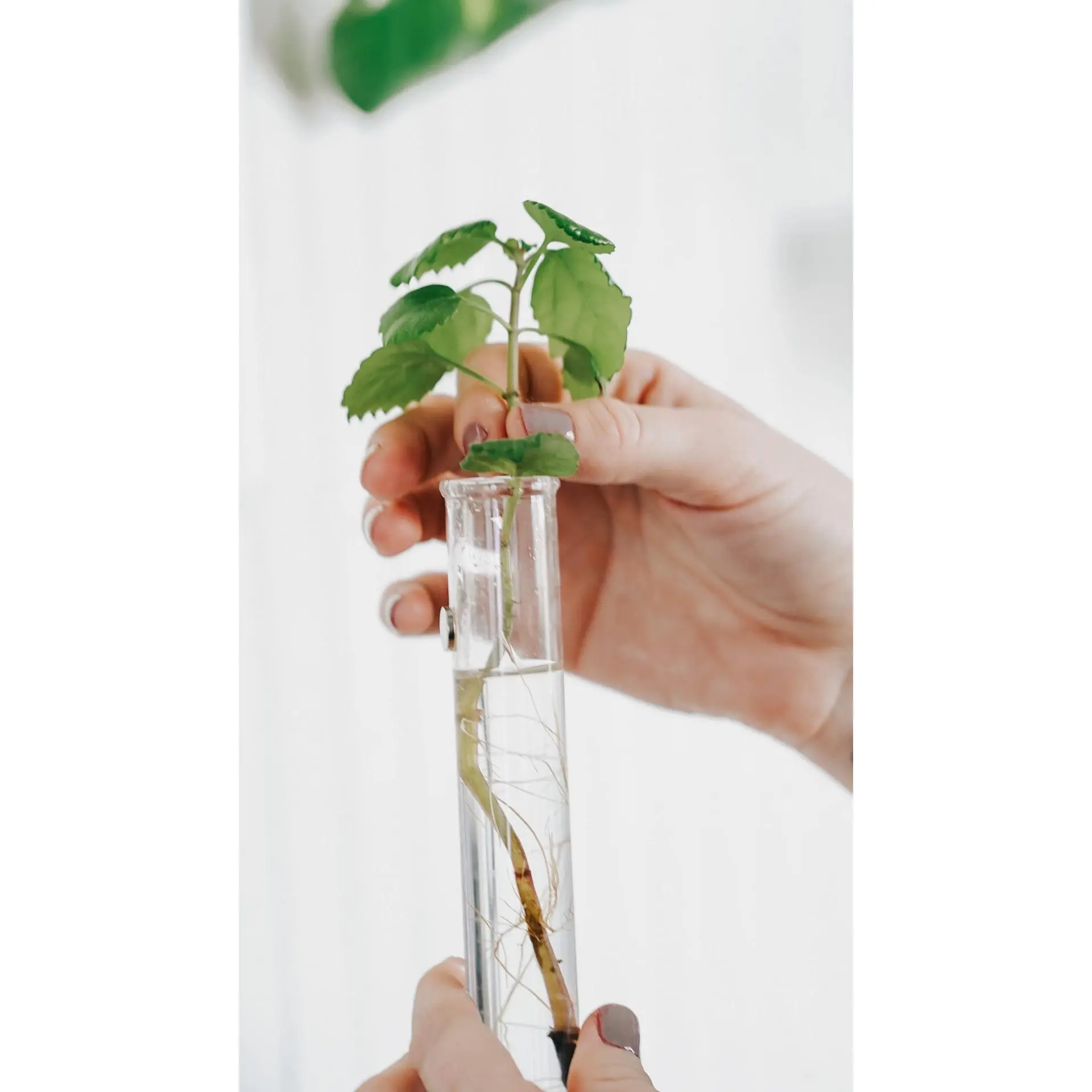 Replacement test tube - 25mm x 200mm (1in x 8in)