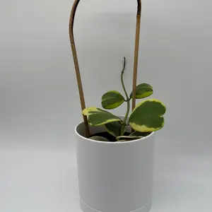 Variegated Hoya Kerrii outer variegation bamboo hoop  6" pot Pet Safe House Plant for Indoor Home Decor with Unique Leaves