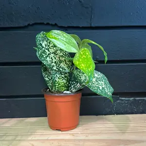 Dracaena Godeseffiana Gold Dust 4 Inch Planter