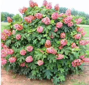 Hydrangea Live Plant, 6-12 Inch Tall, Hardy Flowering Shrub in 4" Pot, Munchkin Oakleaf Hydrangea, Outdoor Garden Hydrangea Bush (Ruby Hydrangea)