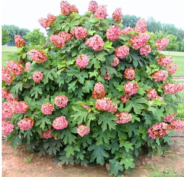 Hydrangea Live Plant, 6-12 Inch Tall, Hardy Flowering Shrub in 4" Pot, Munchkin Oakleaf Hydrangea, Outdoor Garden Hydrangea Bush (Ruby Hydrangea)