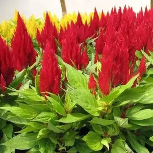 Celosia Seeds - Natural Colorful Flowers in Purple Pots