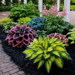 Perennial Shade Plant for Garden Hosta Seeds and Yard Plant Seeds Rare Hosta Flower Seeds for Perennial Shade Garden Ornamental Foliage for Landscaping Outdoor Easy To Grow Hummingbird Attractors Family Activity