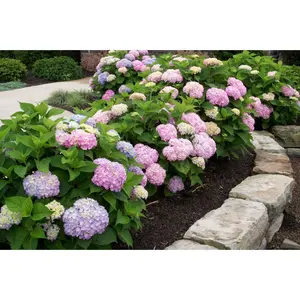 HYDRANGEA M. 'ENDLESS SUMMER'®  G3