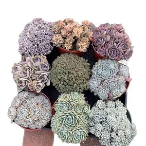 6” Cluster & Crested Succulent Home Decor Sculptures
