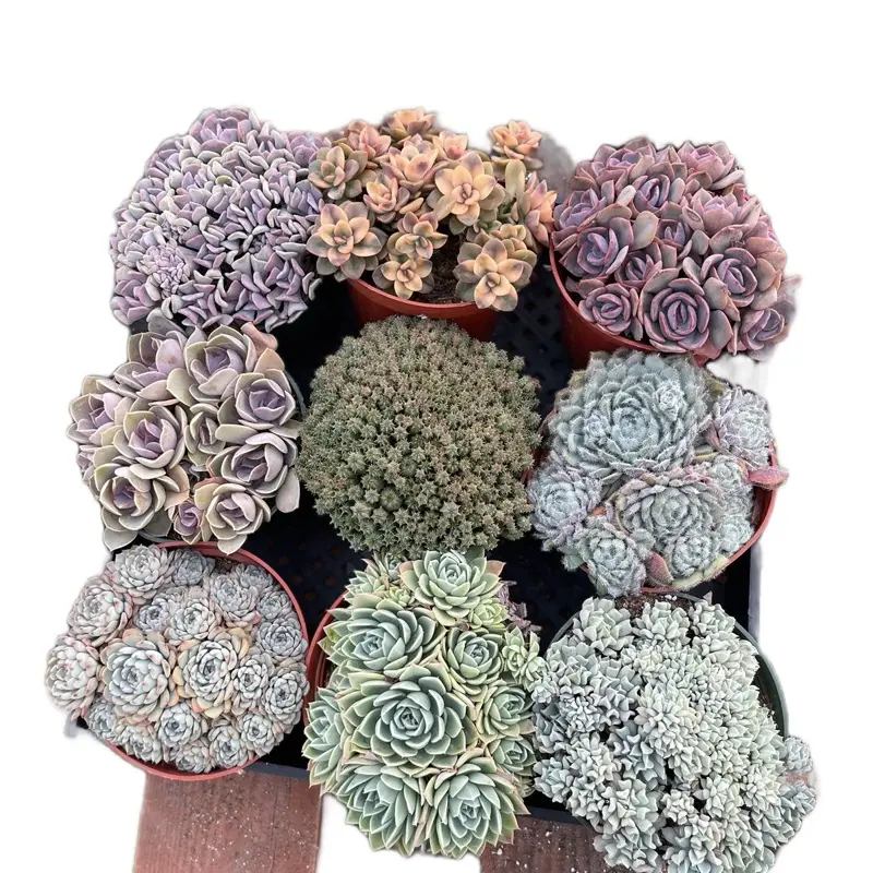 6” Cluster & Crested Succulent Home Decor Sculptures