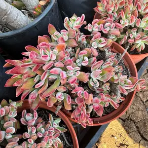 Ruby Slippers 6 in pot succulent 6 in pot Plant