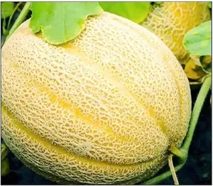 50 Hales Best Jumbo Cantaloupe Seeds for Planting  Seeds Fresh Fruit Garden Seed