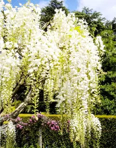 12 White Wisteria Seed Climbing Silky Flowering Vine Plants