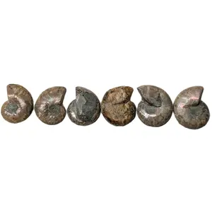 Beautiful Ammonite Fossilized Shell Natural Crystal - Healing Crystals for Home Decor Spiral Formation Decorative Piece