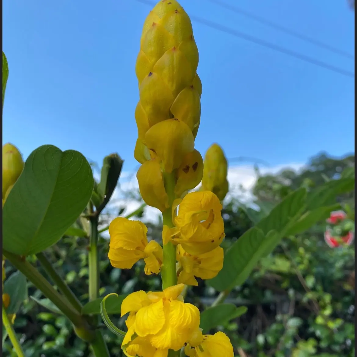 50 Cassia Alata Seeds ( Jamaican King of the Forest  Seeds)