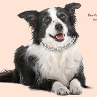 Silver-20'' (Max Neck 19")