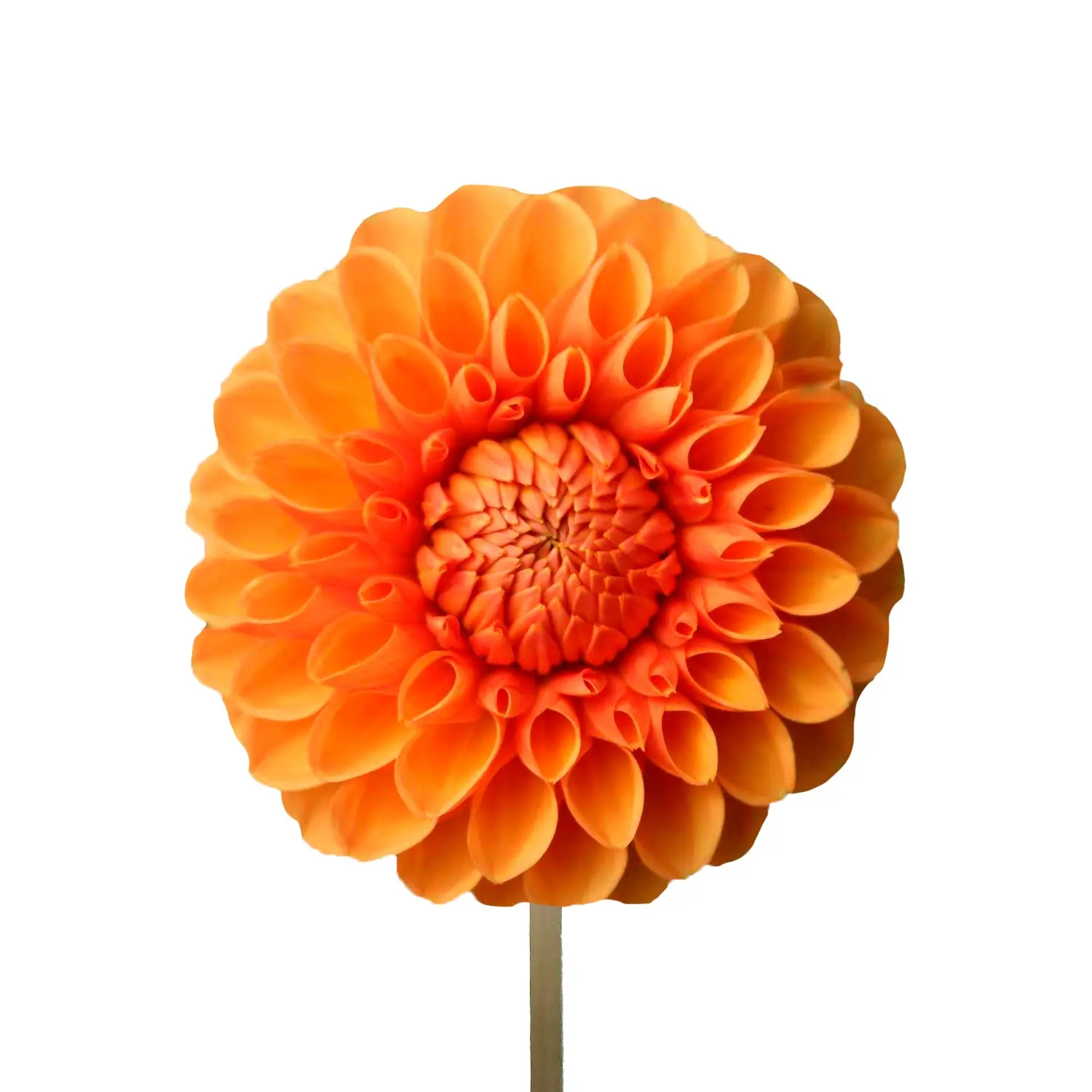 Orange Dahlias