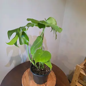 Monstera Deliciosa Live Plant, 12-in Grow Pot